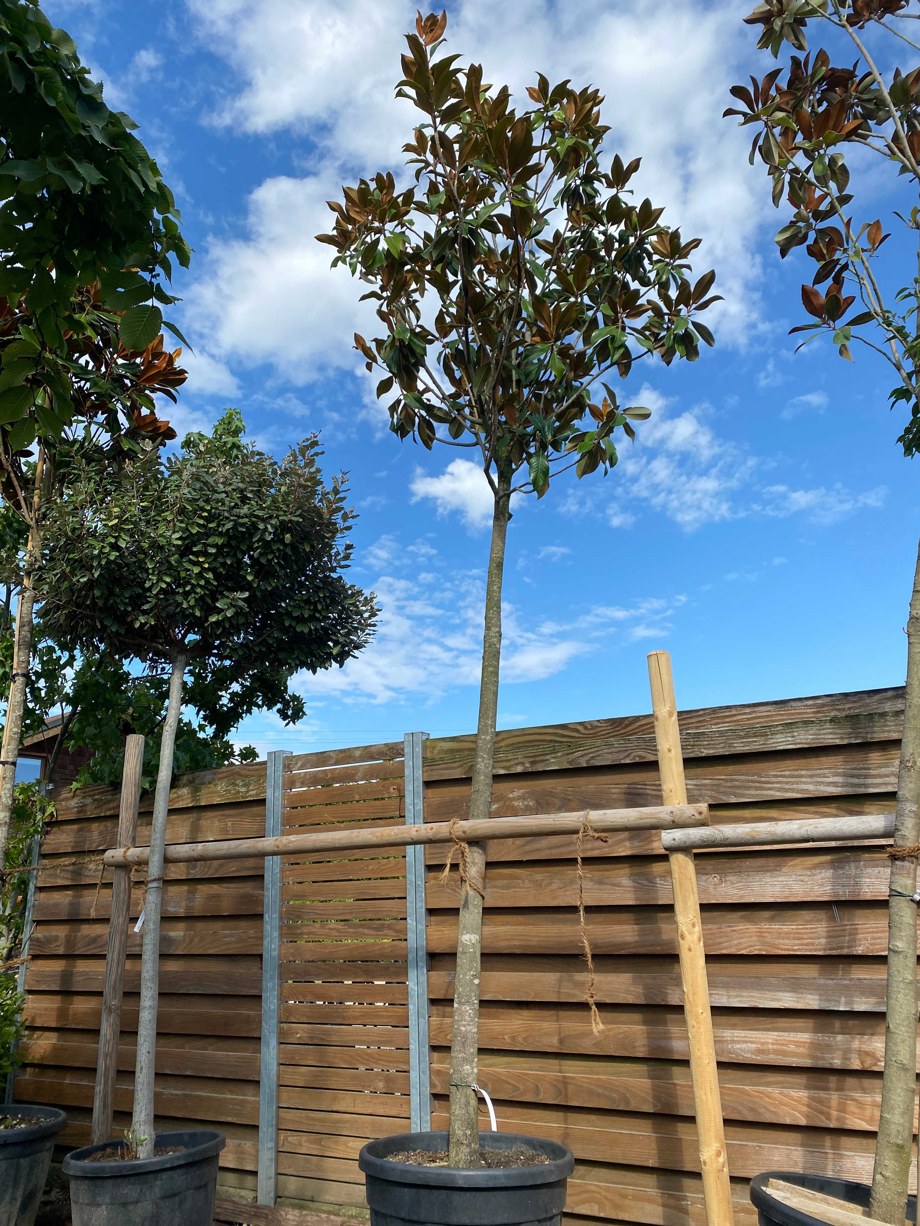 Immergrüne Magnolie 'Galissonière' / Magnolia grandiflora 'Galissonière'